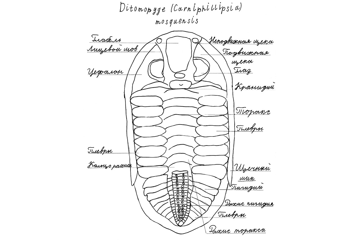 Рис. 10. Реконструкция панциря Ditomopyge mosquensis sp., рисунок автора